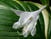 hosta pflanzen