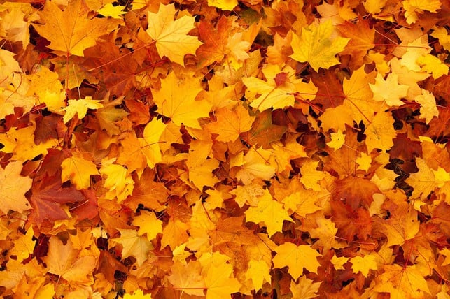mit-dem-bunten-laub-beginnt-der-phaenologische-herb-cc0-pixabay-publicdomainpictures-221013_download Mit dem bunten Laub beginnt der phänologische Herbst.