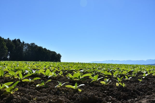 Forests have to give way for tobacco plantations.