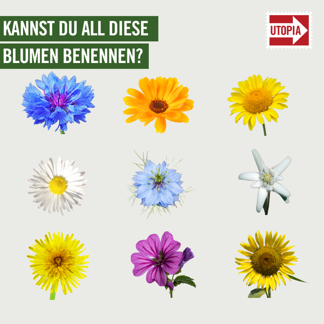 kannst-du-all-diese-blumen-benennen-utopia-230817_download Kannst du all diese Blumen benennen?