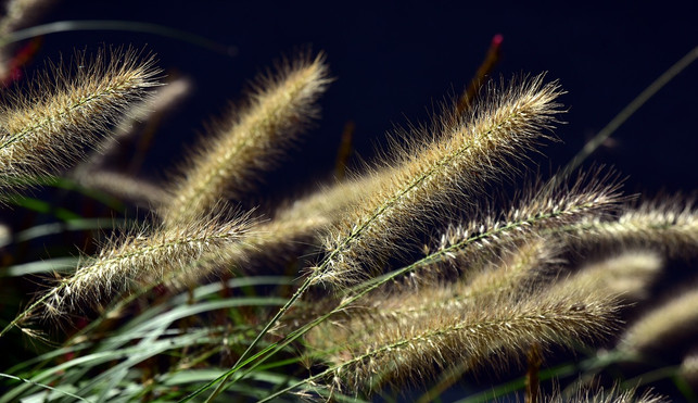 lampenputzergras-wird-besonders-wegen-des-hohen-zi-cc0-pixabay-ulleo-211103_download Lampenputzergras wird besonders wegen des hohen Zierwertes geschätzt.
