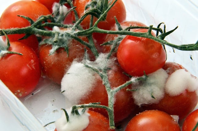 tomaten-sind-besonders-haeufig-von-grauschimmel-bet-cc0-pixabay-adonyig-211224_download Tomaten sind besonders häufig von Grauschimmel betroffen.