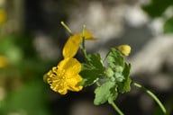 die-pflanze-ist-hochwirksam-und-darf-nur-gezielt-e-cc0-pixabay-skorchanov-190124_download Die Pflanze ist hochwirksam und darf nur gezielt eingesetzt werden.