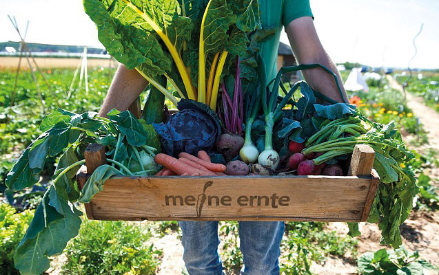 meine ernte - Gemüse selbst anbauen