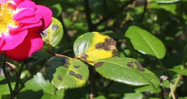 sternrusstau-ist-eine-haeufige-rosenkrankheit-die-d-cc0-pixabay-publicdomainpictures-200810_download Sternrußtau ist eine häufige Rosenkrankheit, die du an den Blättern erkennen kannst.