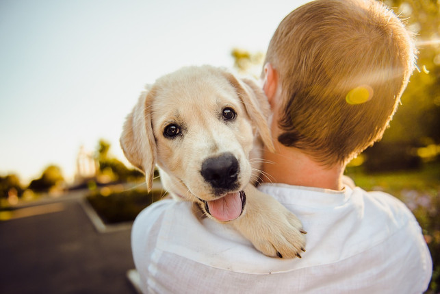 das-abschlecken-ist-bei-hunden-oft-ein-zeichen-von-cc0-pixabay-8777334-221021_download Das Abschlecken ist bei Hunden oft ein Zeichen von Liebe und Zuneigung.