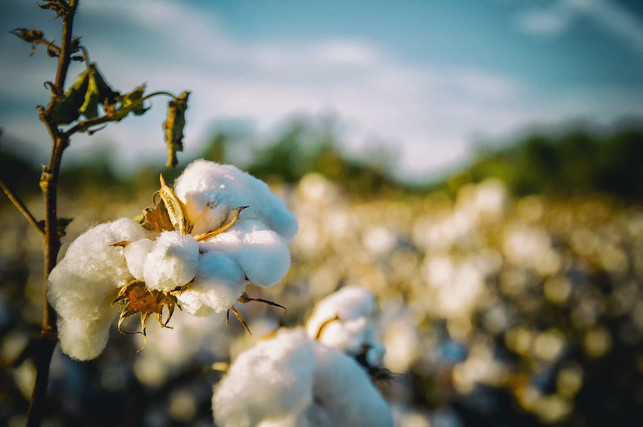 bei-baumwolle-immer-auf-bio-qualitaet-achten-cc0-pixabay-bobbycrim-180122_download Achte bei Baumwolle am besten immer auf Bio-Qualität.
