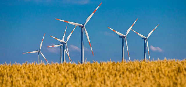 Anders als Windkraft ist Erneuerbare Energie auf Basis von Energiepflanzen nicht abhängig vom Wetter.