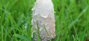 schopftintlinge