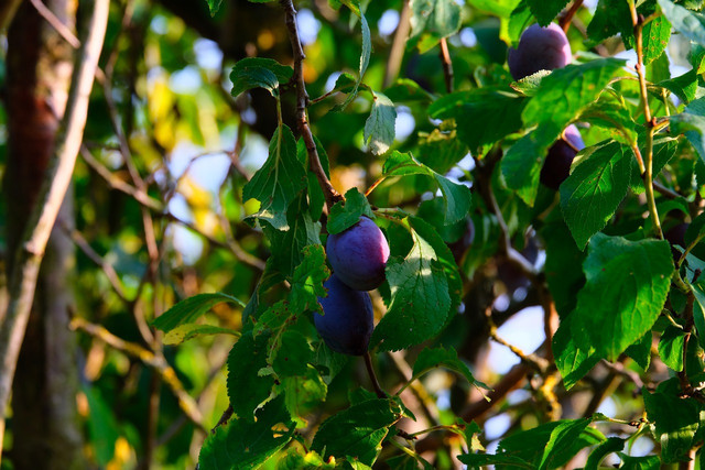 Wasserschosse und Konkurrenztriebe solltest du beim Pflaumenbaum regelmäßig schneiden.