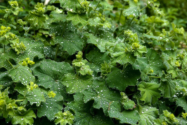 Lady's mantle (Alchemilla vulgaris) can relieve menstrual cramps.