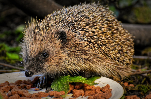 ein-zu-frueh-aus-dem-winterschlaf-erwachter-igel-be-cc0-pixabay-alexas_fotos-230120_download Ein zu früh aus dem Winterschlaf erwachter Igel benötigt Futter.