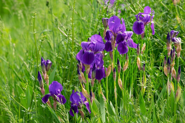 Iris pflanzen Zeitpunkt, Boden und Pflege Utopia.de