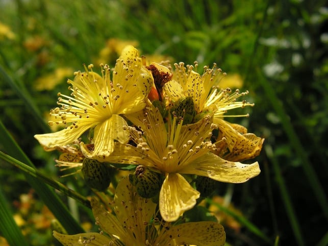 You can recognize St. John's wort by its small yellow flowers.