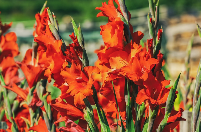 mit-dem-richtigen-boden-und-dem-passenden-standort-cc0-pixabay-couleur-200517_download Mit dem richtigen Boden und dem passenden Standort, kannst du Gladiolen auch in deinem Garten pflanzen.