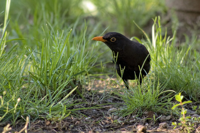 Wild birds play a central role in the spread of bird flu. So far, bird flu poses a low health risk to humans.