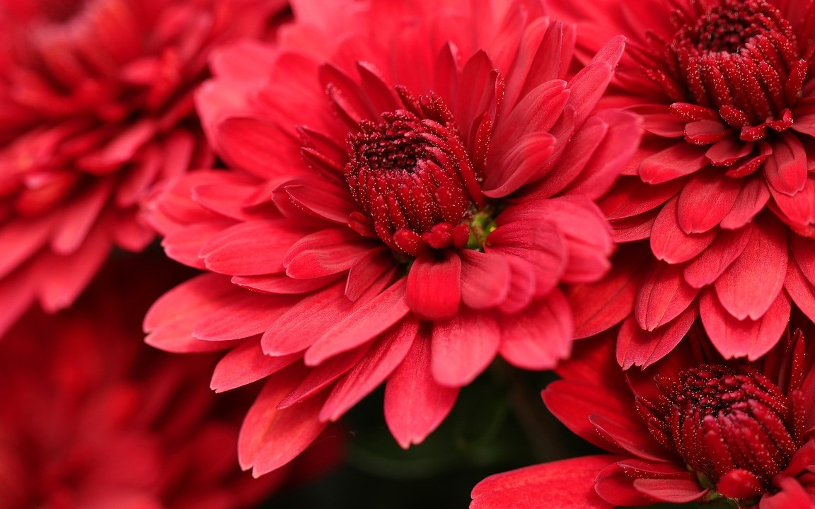 Chrysanthemen: Richtig pflanzen, pflegen und berwintern - Utopia.de