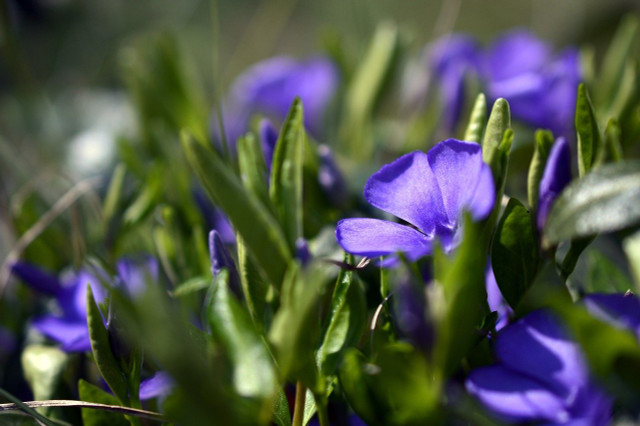 Blüht lila, blau oder weiß: Das Kleine Immergrün.