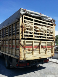 tiertransport-schafe-im-lkw-cc0-pixabay-gina_janosch-200302_download Tiertransport: Schafe im LKW