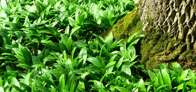 superfoods-baerlauch-loggawiggler-170217-1280x600 Im Frühjahr duftet der Wald nach Knoblauch.