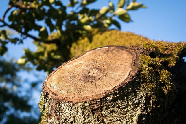 baeume-koennen-ihre-wunden-heilen-aber-keinen-schme-cc0-pixabay-didgeman-230809_download Bäume können ihre Wunden heilen, aber keinen Schmerz empfinden.