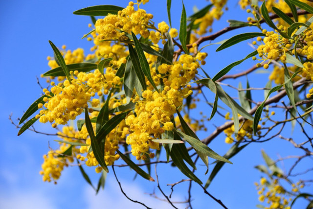 Die Silberakazie ist genau genommen keine Mimose.