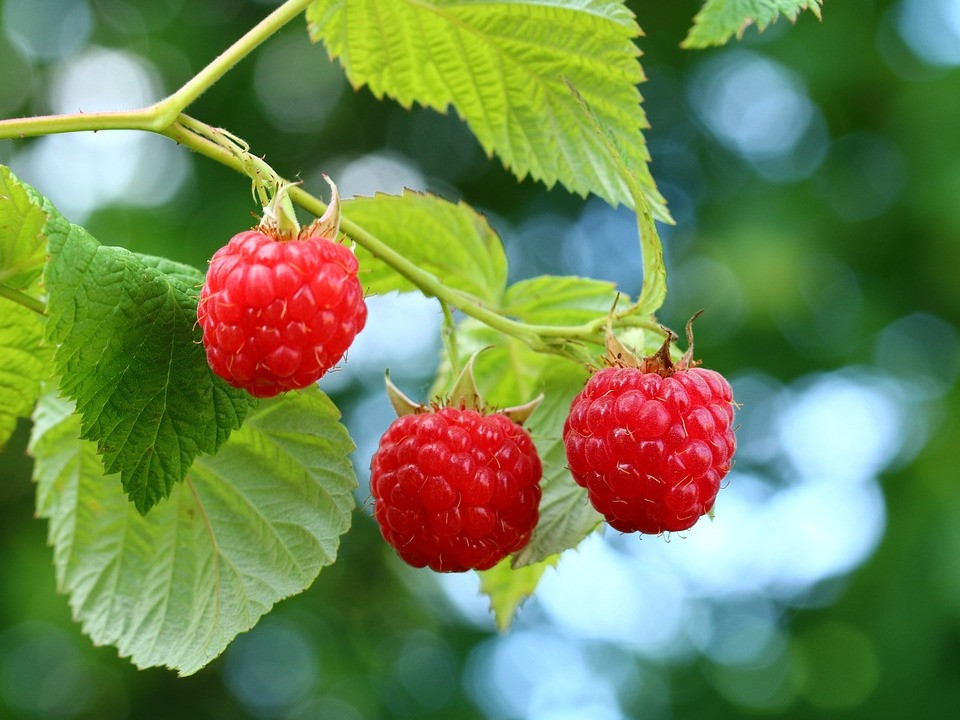 Himbeeren dngen: Richtiger Zeitpunkt und geeignete Pflanzendnger -  Utopia.de