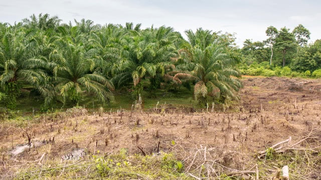 Kelapa sawit: perusakan hutan hujan