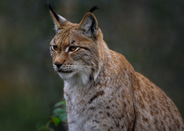 der-luchs-eine-ungefaehrliche-schoenheit-cc0-pixabay-ambquinn-221122_download Der Luchs – eine ungefährliche Schönheit.