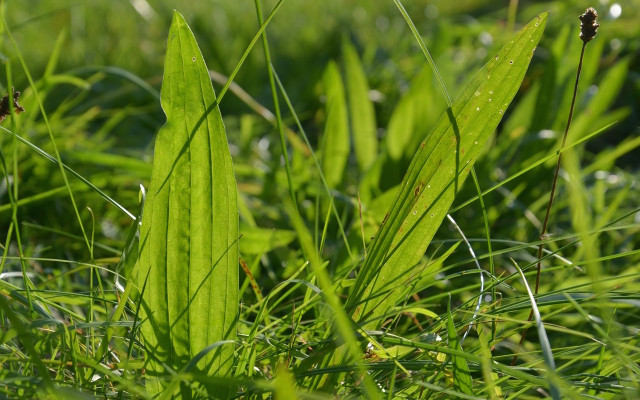 You can treat bee stings with ribwort plantain.