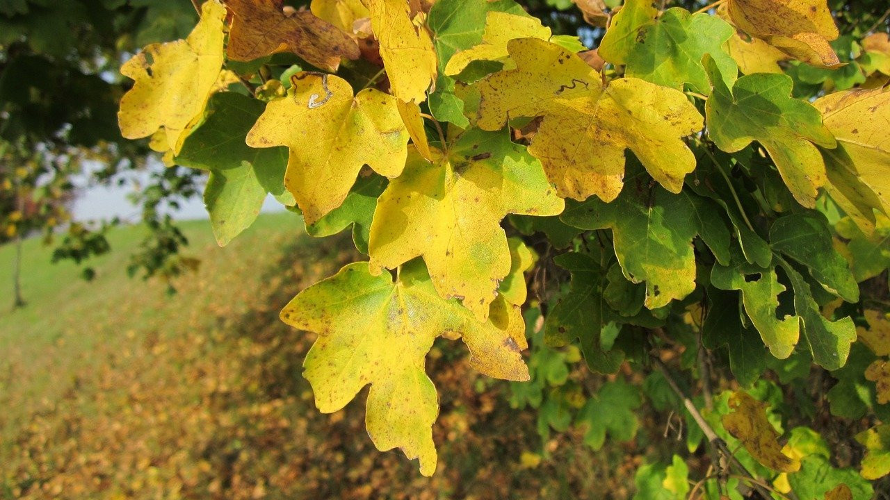 Feldahorn-Hecke: So schaffst du Lebensraum fr heimische Vgel - Utopia.de