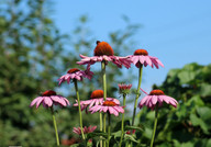 die-blueten-der-echinacea-aehneln-den-stacheln-eines-cc0-pixabay-_alicja_-190129_download Die Blüten der Echinacea ähneln den Stacheln eines Igels.