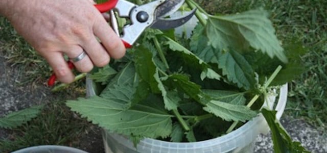 Tomaten Dünger Brennnesseljauche