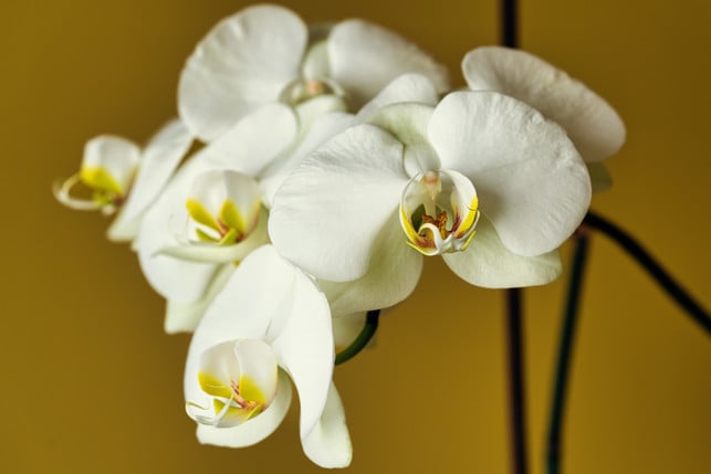wann-orchideen-verbluehen-und-wie-lange-die-bluete-cc0--pixabay--rperucho-251022_download Wann Orchideen (ver)blühen und wie lange die Blütezeit anhält, ist sehr unterschiedlich.