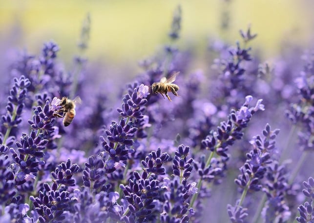Aus-Lavendel-Laesst-Sich-Ver-Ver-Sonders-Aromatic-CC0-Pixabay-Castleguard-200625_Download A particularly aromatic mzerate can be made from lavender.