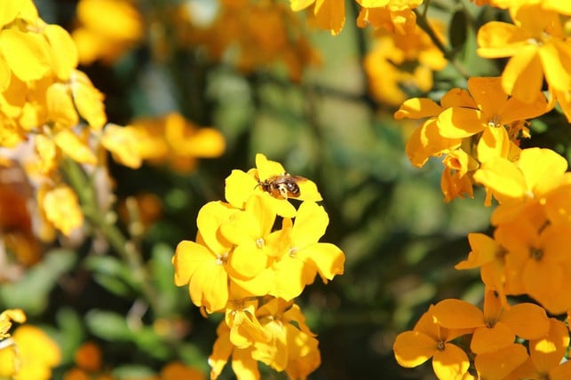 an-einem-hellen-standort-riecht-der-goldlack-beson-cc0-pixabay-etienne-f59-210417_download-1 An einem hellen Standort riecht der Goldlack besonders intensiv und zieht viele Insekten an.