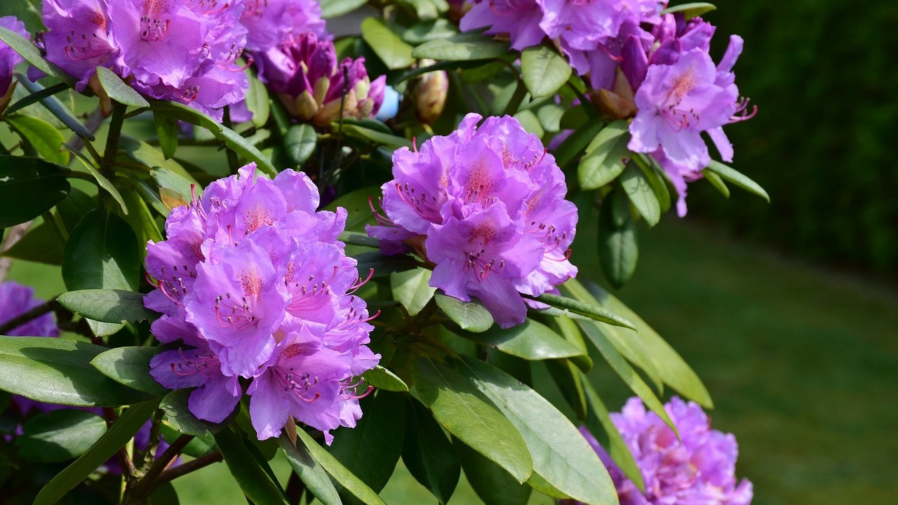 Rhododendron schneiden: So gelingt der richtige Schnitt - Utopia.de