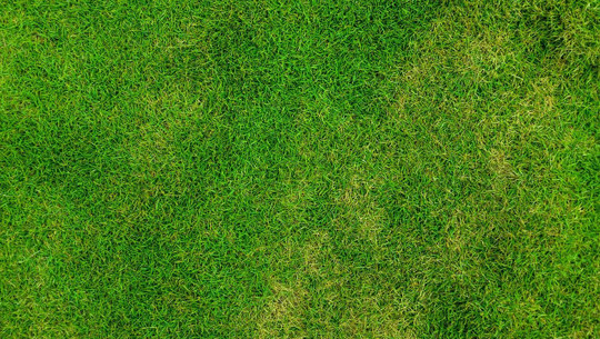 gemeine-rispe-cc0-pixabay-publicdomainpictures-211018 gemeine rispe