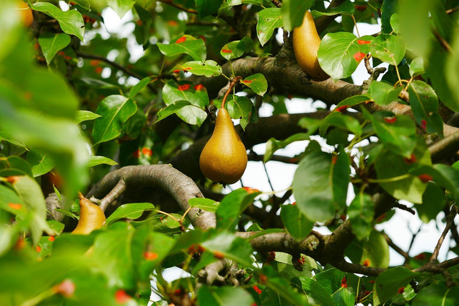 kurz-nach-dem-einpflanzen-solltest-du-deinen-birnb-cc0-pixabay-ebay_thehappybotanist-191025_download Kurz nach dem Einpflanzen solltest du deinen Birnbaum das erste Mal schneiden.