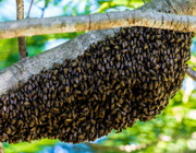 Bienenschwarm panik