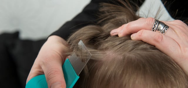Läuse erkennen und bekämpfen