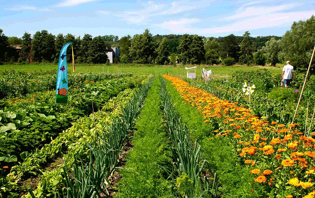 meine ernte - Mietgarten, Gemuesesorten