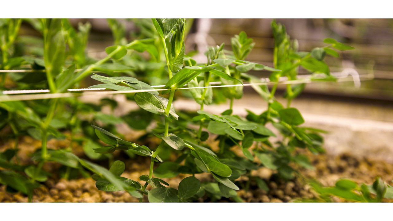 Hydrokultur: So gedeihen deine Pflanzen auch ohne grünen Daumen 