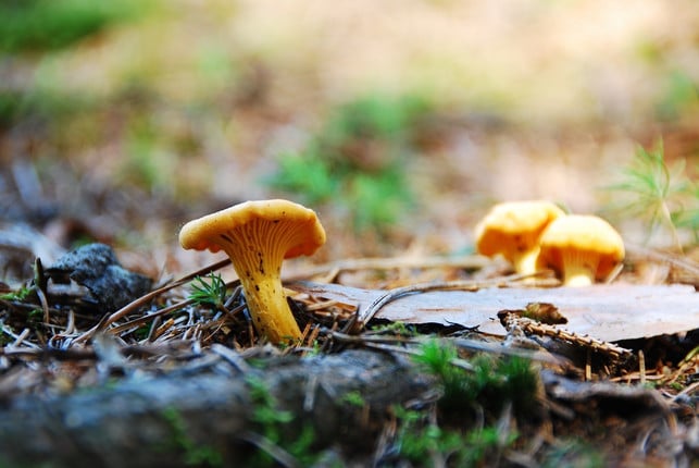 im-wald-findest-du-im-herbst-viele-pfifferlinge-cc0-pixabay-sandra_m_h-181012_download Im Wald findest du im Sommer viele Pfifferlinge.