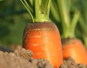 bio-vegane Landwirtschaft
