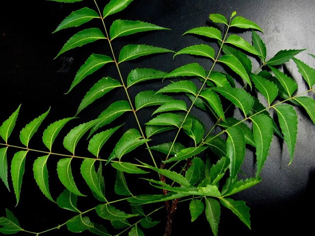 aus-den-blaettern-des-neembaums-wird-ein-oel-hergest-cc0-pixabay-punnamjai-190718_download Gegen Thripse-Larven kann das aus dem Neembaum gewonnene Neemöl helfen.