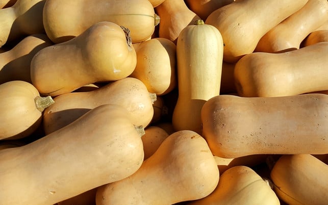 Kürbiszeit Kürbissaison Butternut Kürbis Saison Butternut-Kürbis: Saison im September