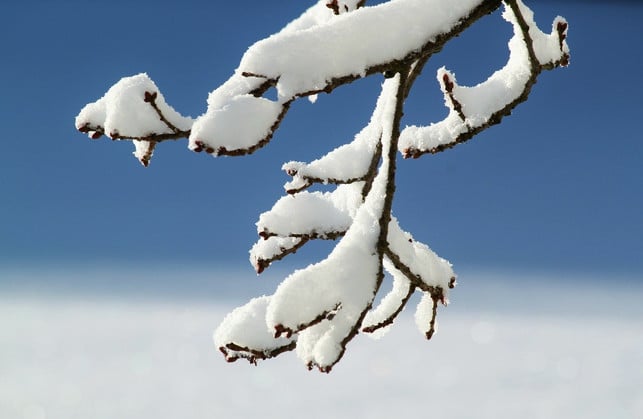 Eating snow is not a good idea because it can contain a number of pollutants.