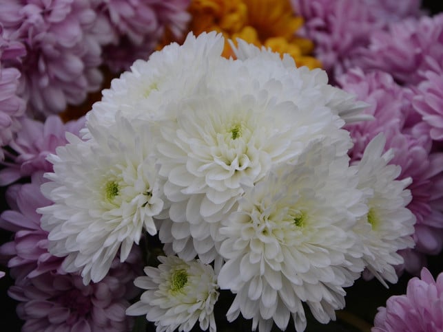gefuellte-chrysanthemen-wie-die-garten-chrysantheme-cc0-pixabay-jaclou-dl-231110_download Gefüllte Chrysanthemen wie die Garten-Chrysanthemen solltest du Bienen zuliebe besser nicht pflanzen.