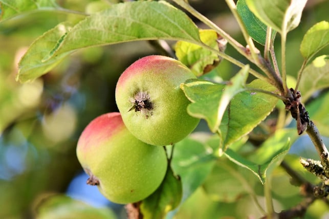 ab-oktober-kannst-du-den-finkenwerder-herbstprinz-cc0-pixabay-capri23auto-210206_download Im Oktober ist Erntezeit für den Finkenwerder Herbstprinz.